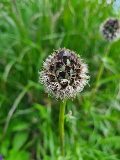 Centaurea kotschyana, photographed by Jacek Pietruszewski