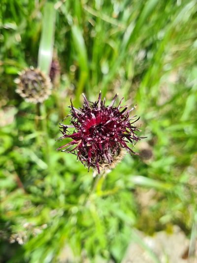 Centaurea kotschyana, photographed by Jacek Pietruszewski
