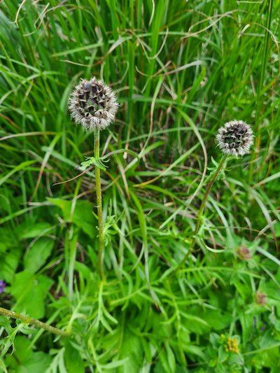 Centaurea kotschyana, photographed by Jacek Pietruszewski