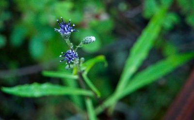 Saussurea angustifolia, photographed by Donald Hampton