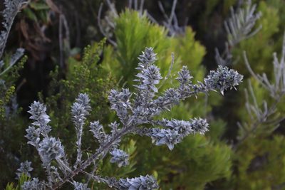 Amphithalea imbricata, photographed by Tony Rebelo