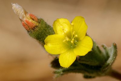 Mentzelia montana, photographed by Cecelia Alexander