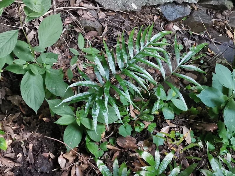 Leptochilus ellipticus, photographed by harum.koh