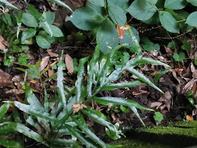 Leptochilus ellipticus, photographed by harum.koh