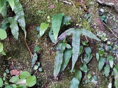 Selliguea hastata, photographed by harum.koh
