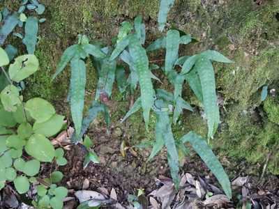 Selliguea hastata, photographed by harum.koh