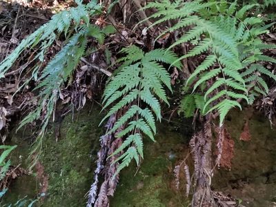 Woodwardia orientalis, photographed by harum.koh