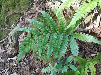 Woodwardia japonica, photographed by harum.koh
