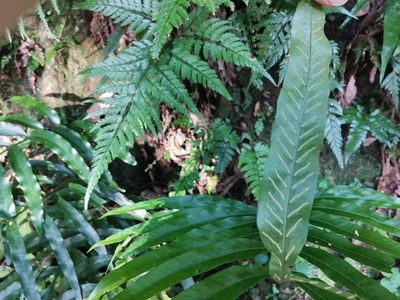 Leptochilus ellipticus, photographed by harum.koh