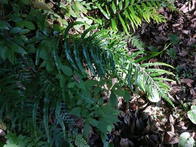 Asplenium wrightii, photographed by harum.koh