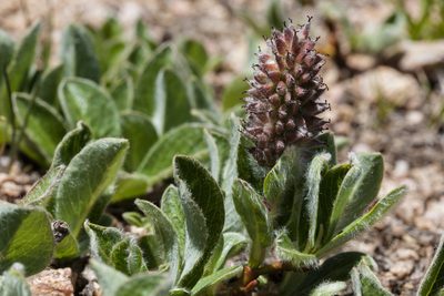 Salix petrophila, photographed by Cecelia Alexander