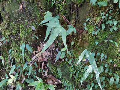 Selliguea hastata, photographed by harum.koh
