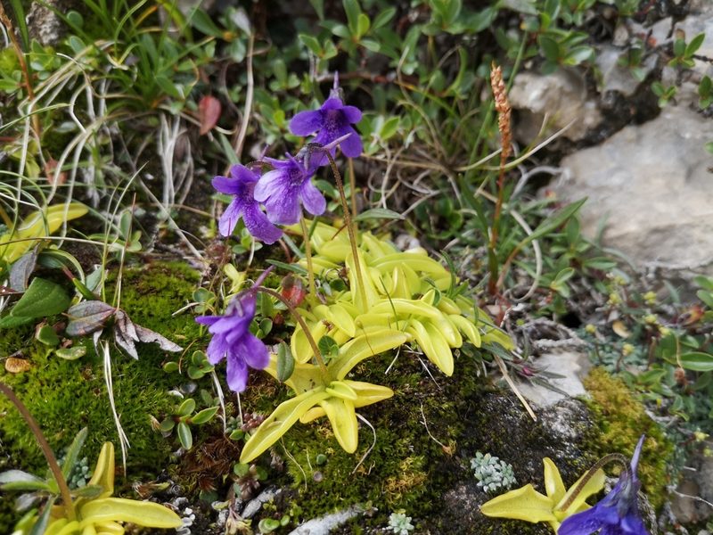 Pinguicula fiorii, photographed by Mattia Menchetti