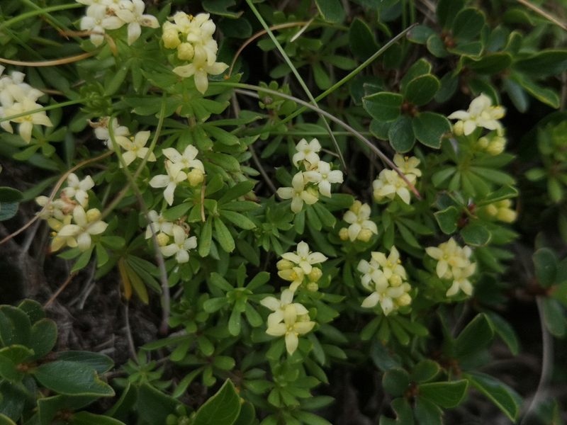 Galium magellense, photographed by Mattia Menchetti