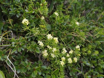 Galium magellense, photographed by Mattia Menchetti