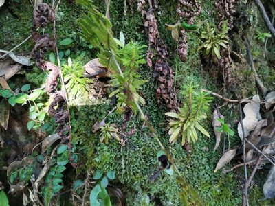 Huperzia serrata, photographed by harum.koh
