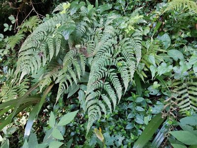 Dryopteris sacrosancta, photographed by harum.koh