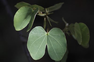 Bauhinia macranthera, photographed by Juan Cruzado Cortés