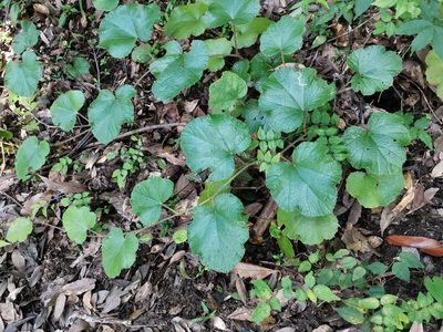 Rubus buergeri, photographed by harum.koh
