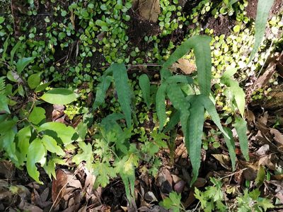 Selliguea hastata, photographed by harum.koh