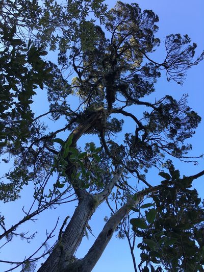 Juniperus comitana, photographed by Victoria Vázquez
