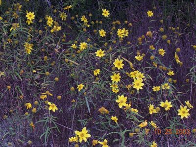 Helianthus porteri, photographed by Tom Gulya