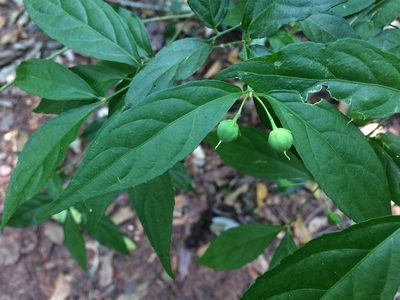 Pombalia bigibbosa, photographed by B. Phalan