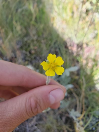 Potentilla effusa, photographed by Kate