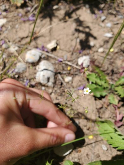 Leptosiphon septentrionalis, photographed by Kate