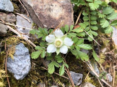 Rubus taiwanicola, photographed by 黃美滿