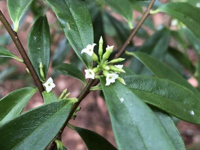 Daphne arisanensis, photographed by 黃美滿
