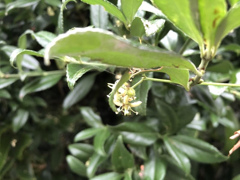 Euonymus spraguei, photographed by 黃美滿