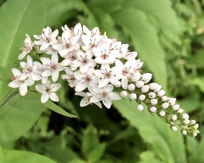 Lysimachia clethroides, photographed by Alexandra Gillespie