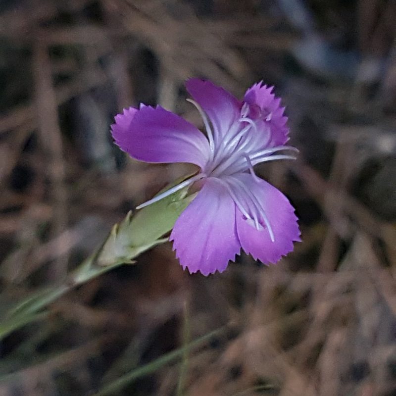 Dianthus virgineus, photographed by anasacuta