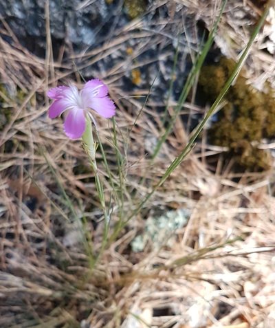 Dianthus virgineus, photographed by anasacuta
