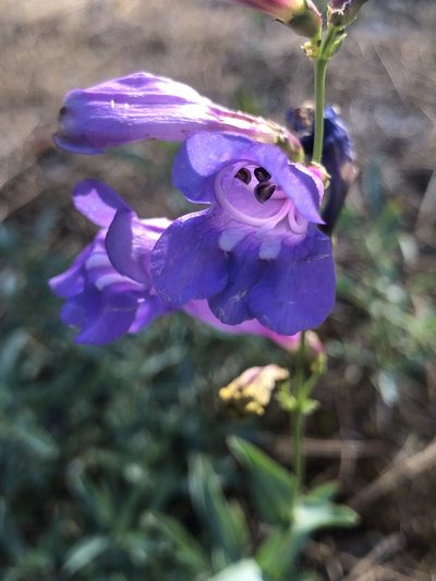 Penstemon azureus, photographed by Justin Paulin