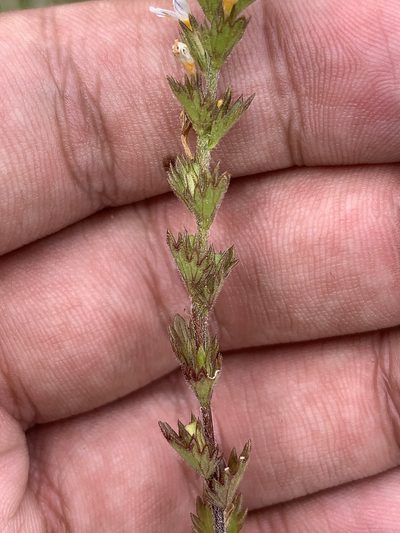 Euphrasia hudsoniana, photographed by Brandon Corder