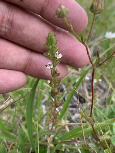 Euphrasia hudsoniana, photographed by Brandon Corder