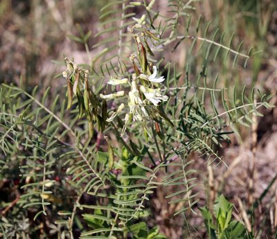 Astragalus racemosus, photographed by Catherine C. Galley