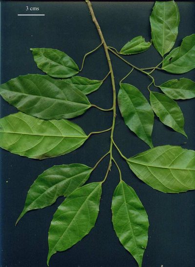 Alchornea costaricensis, photographed by Eduardo Chacón Madrigal