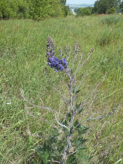 Delphinium retropilosum, photographed by Татьяна Фирсова