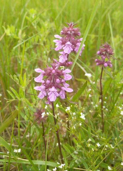 Stachys aspera, photographed by Юлия