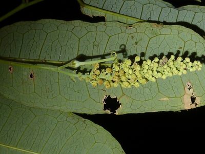 Mabea occidentalis, photographed by Eduardo Chacón Madrigal
