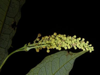 Mabea occidentalis, photographed by Eduardo Chacón Madrigal