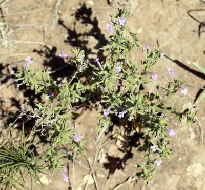 Hedeoma drummondii, photographed by Catherine C. Galley