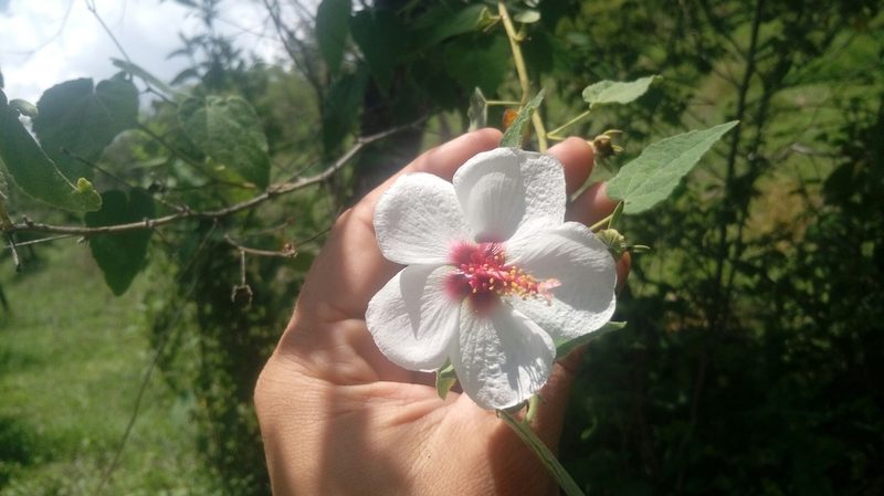 Pavonia oxyphylla, photographed by Fredy