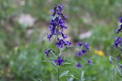 Delphinium barbeyi, photographed by Jocelyn Sanchez