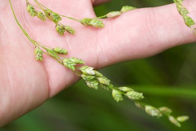 Glyceria canadensis, photographed by Owen Strickland
