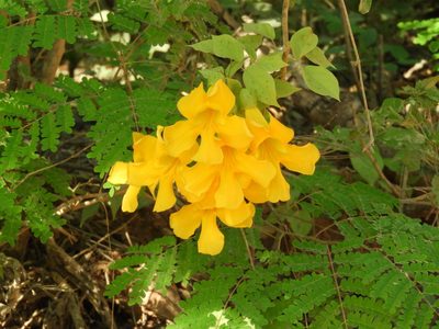 Adenocalymma inundatum, photographed by Francisco Farriols Sarabia
