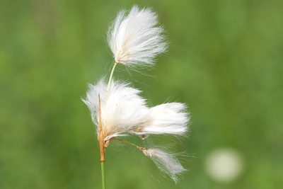 Eriophorum tenellum, photographed by Owen Strickland